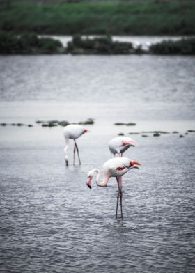 Three Flamingos