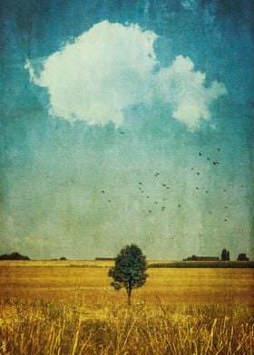 Lone tree in a harvested field
