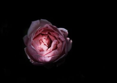 Pale Pink Rose on Black