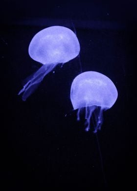 Lilac Jellyfish