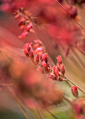 RED SPANGLES no1. Purpurglöckchen. Photography. ©2015 P ... 