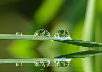 Grass with Drops
