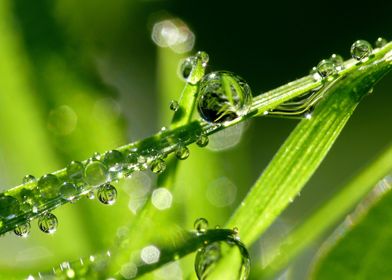 Grass with Drops