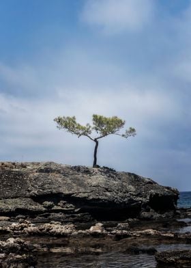 Pine Tree on the Cliffs