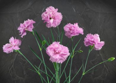 Pinks on Slate. From my formal ‘enclosed’ garden. Imagi ... 