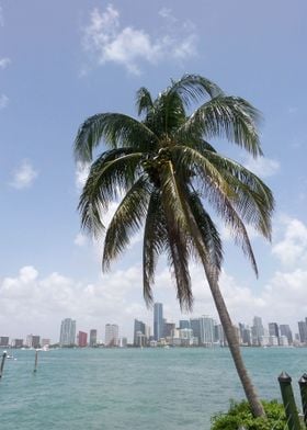 Miami Skyline I