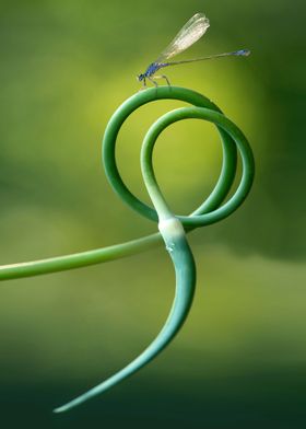 Small dragonfly on curly garlic flower