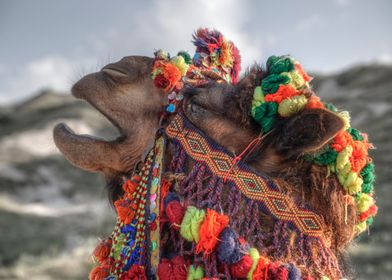 camel, decorated in Turkish style