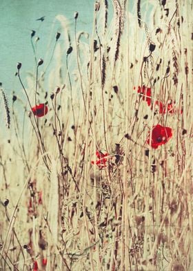 low angle view of poppy flowers in a wheat field - text ... 
