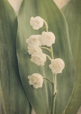 Lily of the Valley iii