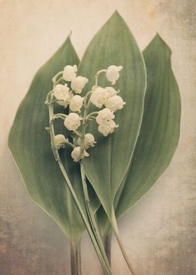 Lily of the Valley i