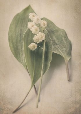 Lily of the Valley iv
