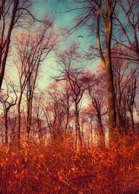 Dreamy beech tree forest at sunrise