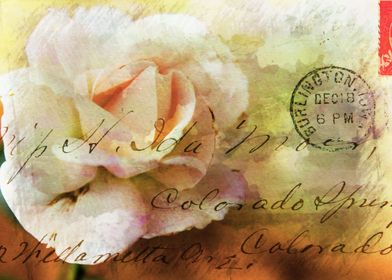 Old Fashioned Old fashioned vintage rose postcard. The ... 