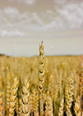 Golden wheat