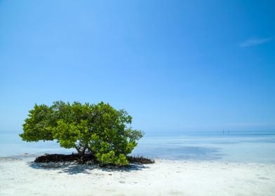FLORIDA KEYS Lonely Tree