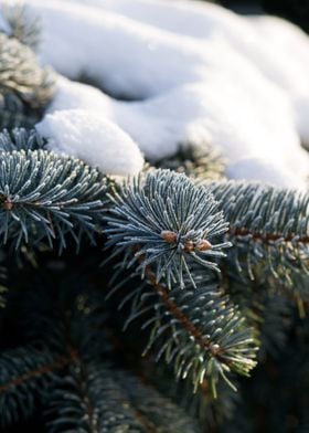 Snow-Covered Spruce Tree