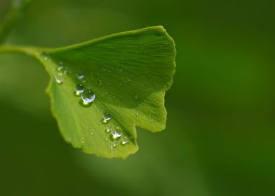 Ginkgo leaf with drops