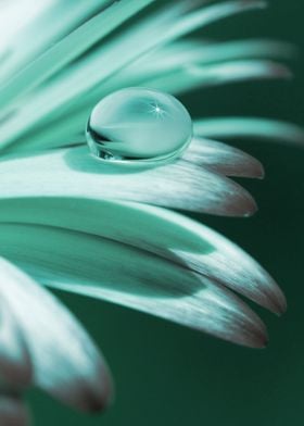Flower leaf with drops