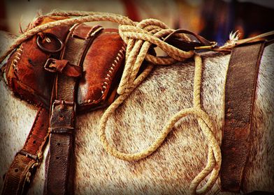 Ropes and Harness A Spanish working horse ready to do a ... 