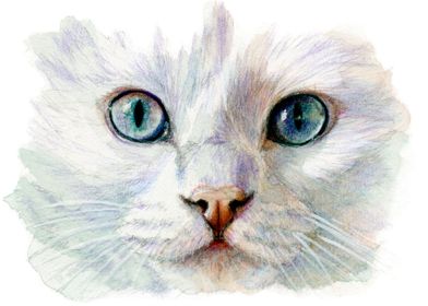White cat tender portrait 844
