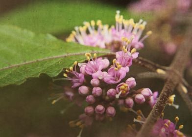 textured macrophrotography of litte Callicarpa bodinier ... 