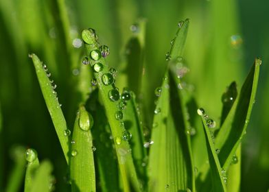 Grass with drops