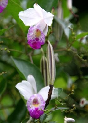Par of Orchids