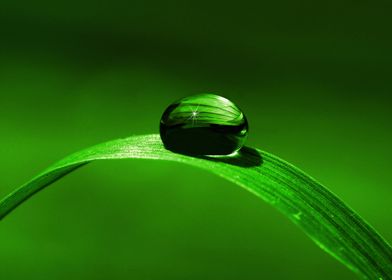 Green Grass with drops