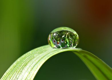 Green grass with drop