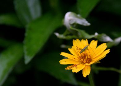 Yellow flower w/bug