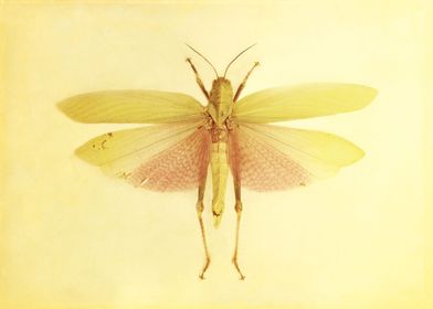 Pastel Yellow and Salmon Pink Moth - Butterfly - Insect ... 