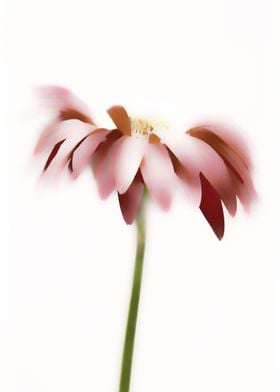 Gerbera in High Key