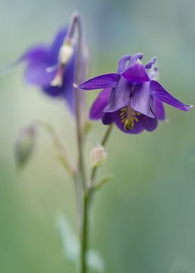 Dark violet columbine flowers