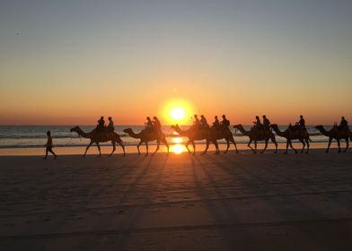 Camel Sunset Broome Australia
