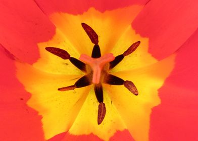 Enter the Tulip