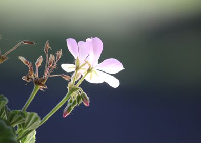 Close-up of geranium with the background blurred.