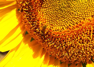 Bee on a Sunflower