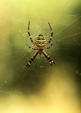 Big spider with yellow and black stripes