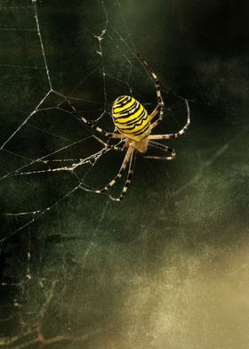The hunter in yellow and black