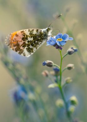 Small butterfly on  forget-me-not flower