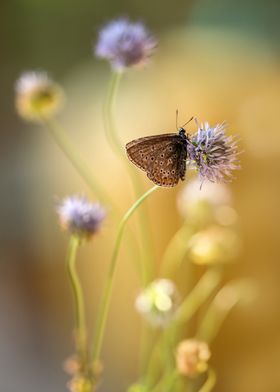Composition with small brown butterfly