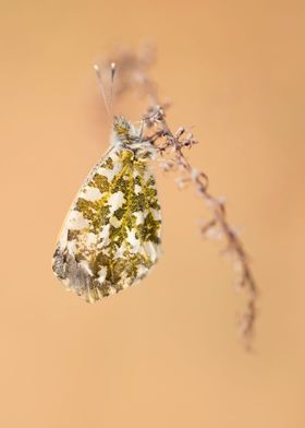 White and green butterfly on the small branch