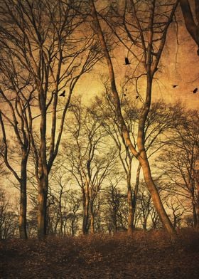 Beech tree forest in morning light -texturized photogra ... 