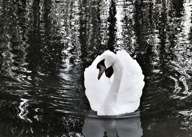 swan pose