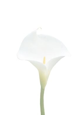 White on White Calla Lily