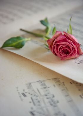 A pink rose on a sheet music.