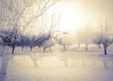 double exposure, trees, winter in switzerland
