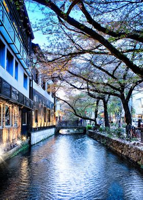 Kyoto canal cherry blossom