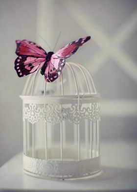 Pink butterfly on a white cage